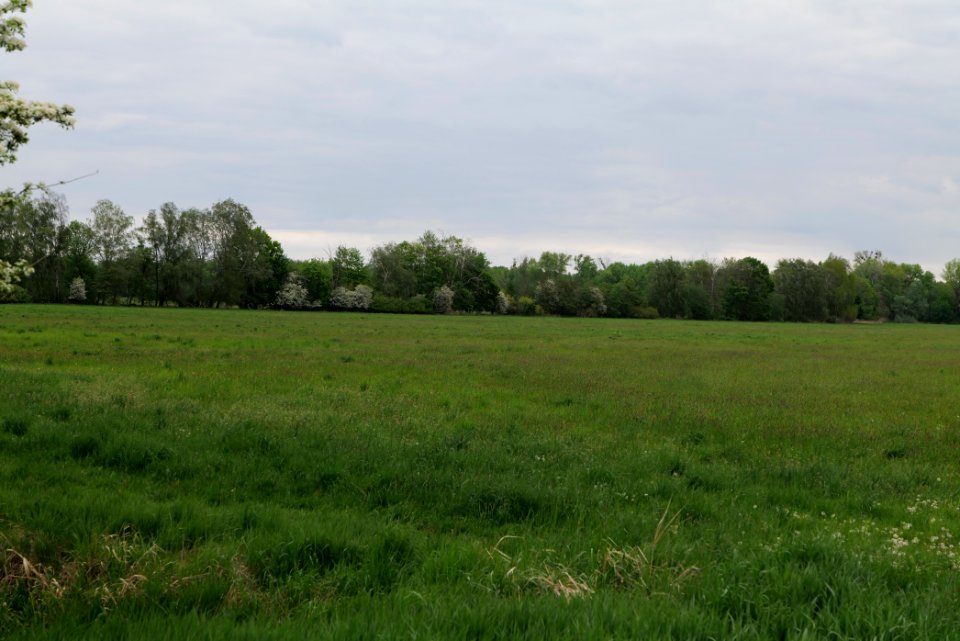 Meadow in Fehrbellin 2020-05-15 23
