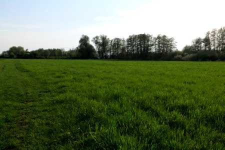 Meadow in Brusendorf 2021-05-11 06