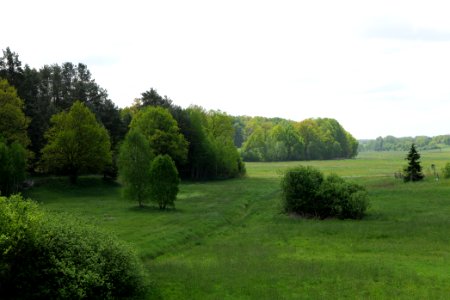 Meadow in Densow 2021-05-29 06