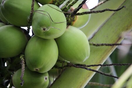 Foodstuff coconut perfume coconut garden photo