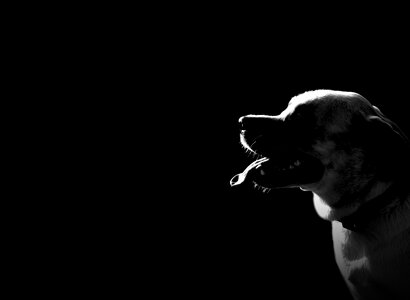 Pet animal black dog