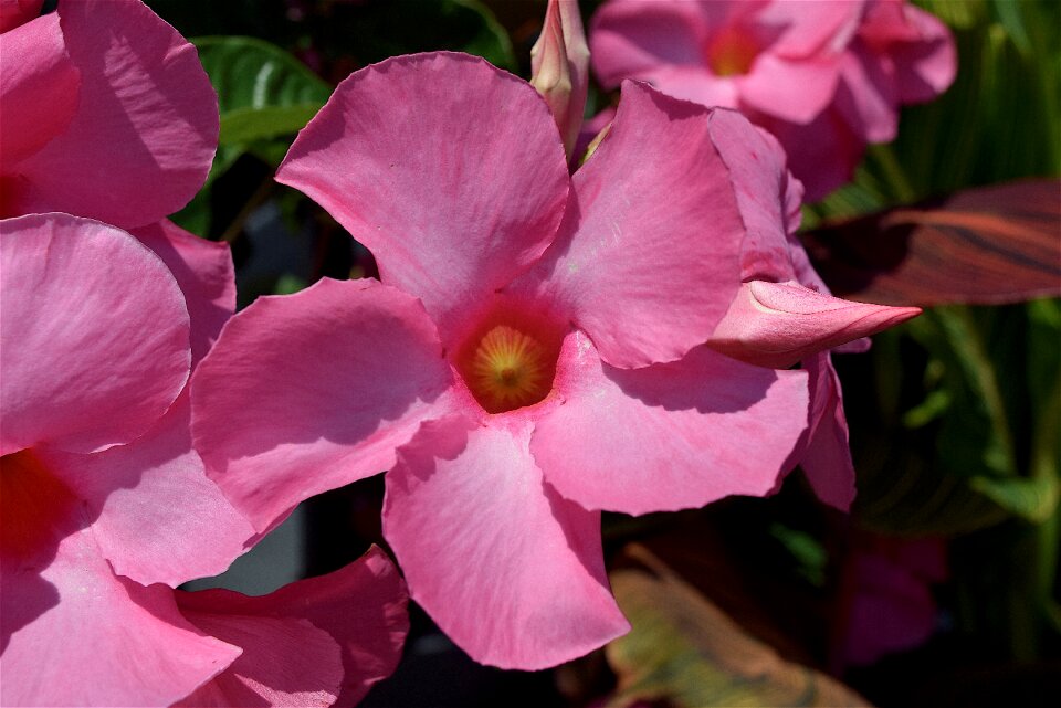 Floral plant blossom