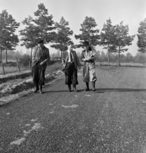 Mannen, wegen, bomen, wandelen, inspecteren, Bestanddeelnr 251-7270