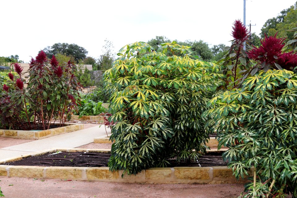 Manihot esculenta 'Variegata' IMG 5668