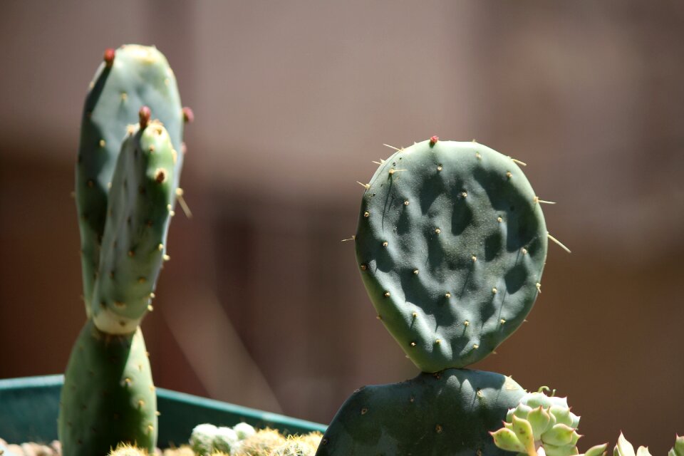 Cactus fruit istanbul turkey