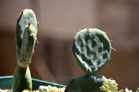 Cactus fruit istanbul turkey