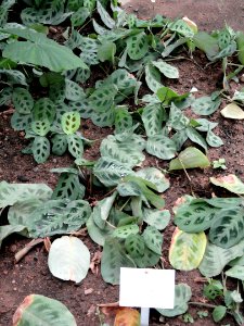 Maranta leuconeura - Botanischer Garten Freiburg -DSC06336