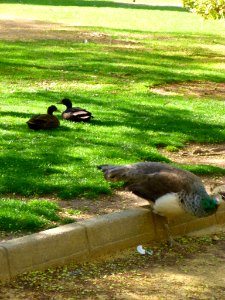 Manzanares - Parque del Polígono 06