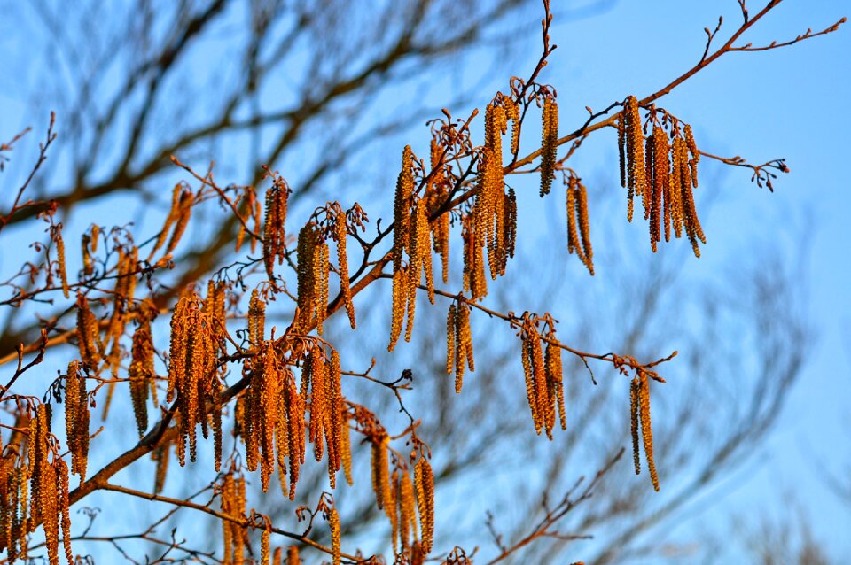 Catkins male catkins springtime