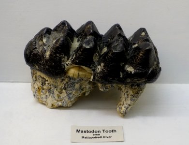 Mastodon tooth from Mattapoisett River - Robbins Museum - Middleborough, Massachusetts - DSC03767