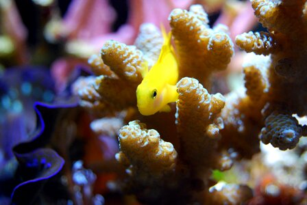 Yellow sea underwater