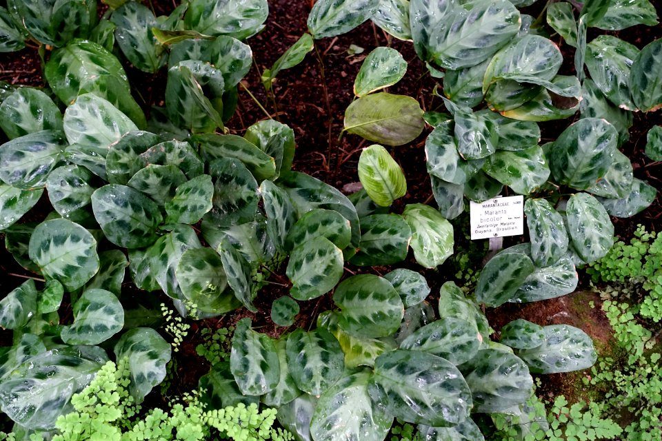 Maranta cristata (Maranta bicolor) - Botanischer Garten - Heidelberg, Germany - DSC01161