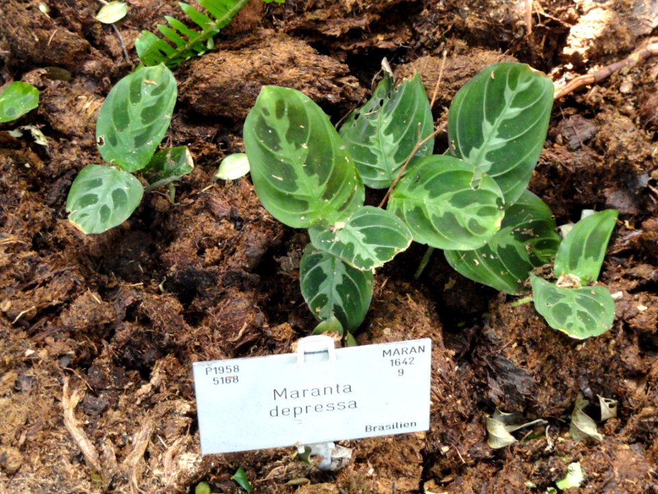 Maranta depressa - Copenhagen Botanical Garden - DSC07995