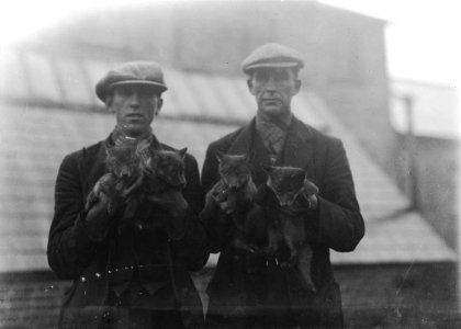Men holding fox cubs (1294448)