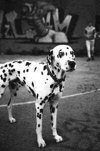 Pet black and white dalmatian