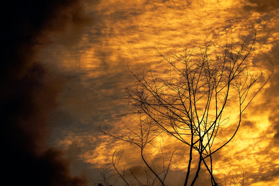 Tree alone tree sunrise sky