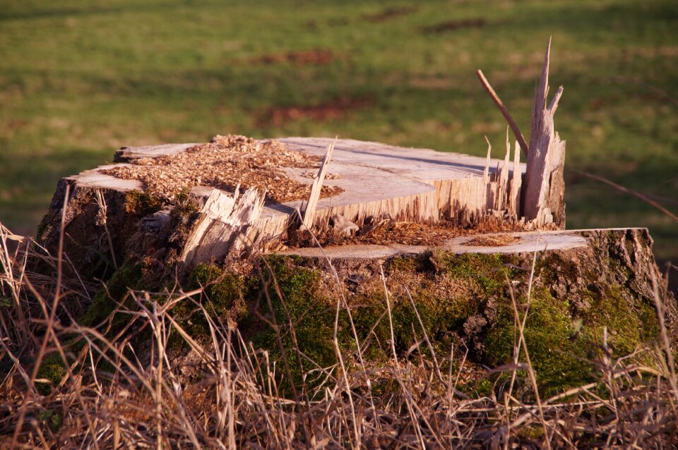 Wood splitter forest