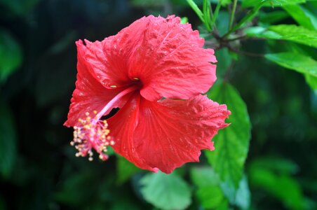 Exotic flowers exotic garden red photo