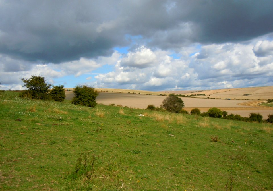 Open Fields north of Saltdean (August 2014) (2)