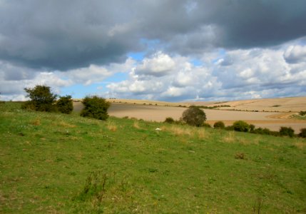 Open Fields north of Saltdean (August 2014) (2)