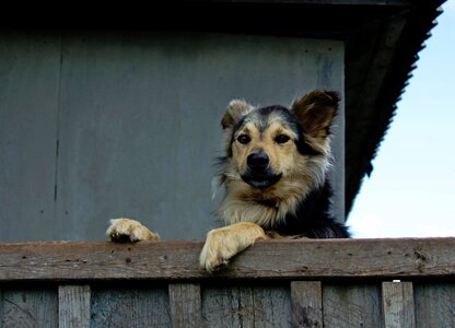 House fence dog photo