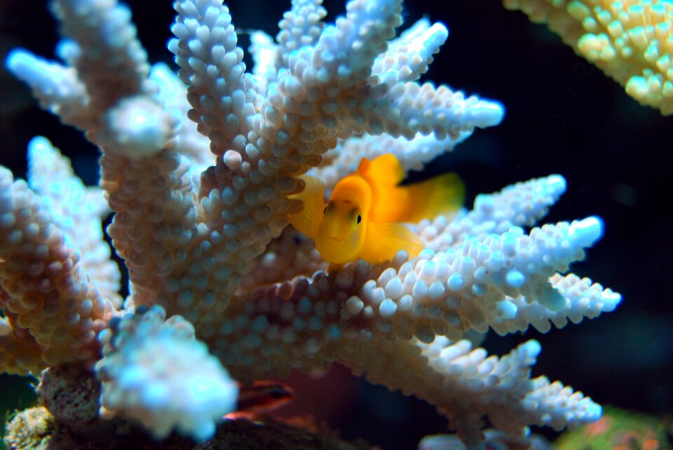 Yellow sea underwater