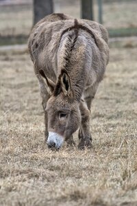 Mammal grass donkey