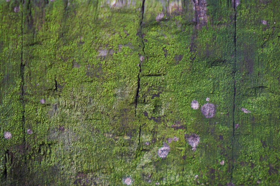 Wallpaper old texture