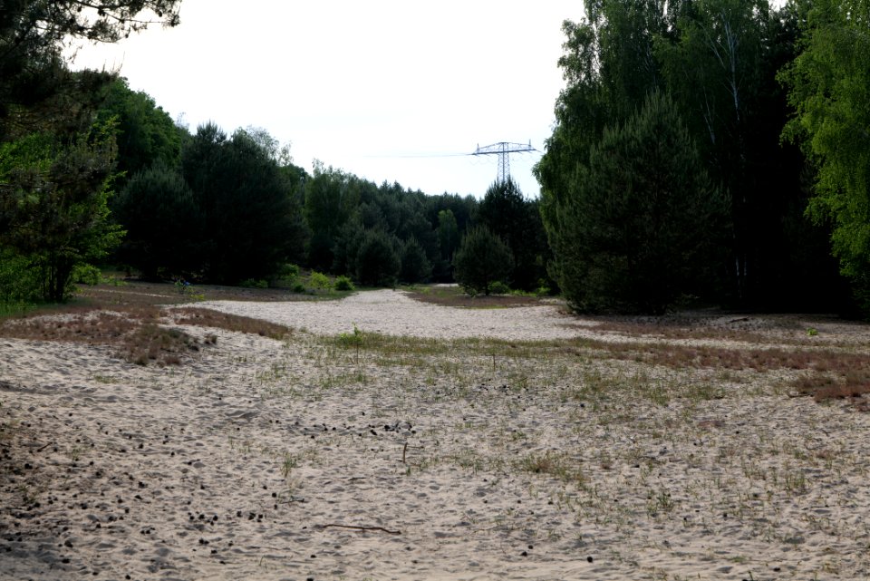 Open dune Spandauer Forst near Bürgerablage 2020-06-03 02