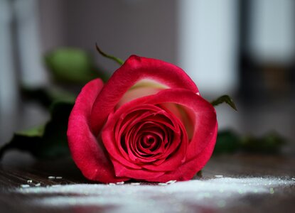 Flower beautiful flower gently