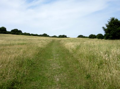 Open Land at Hollingbury Hill, Brighton (July 2015) (1)