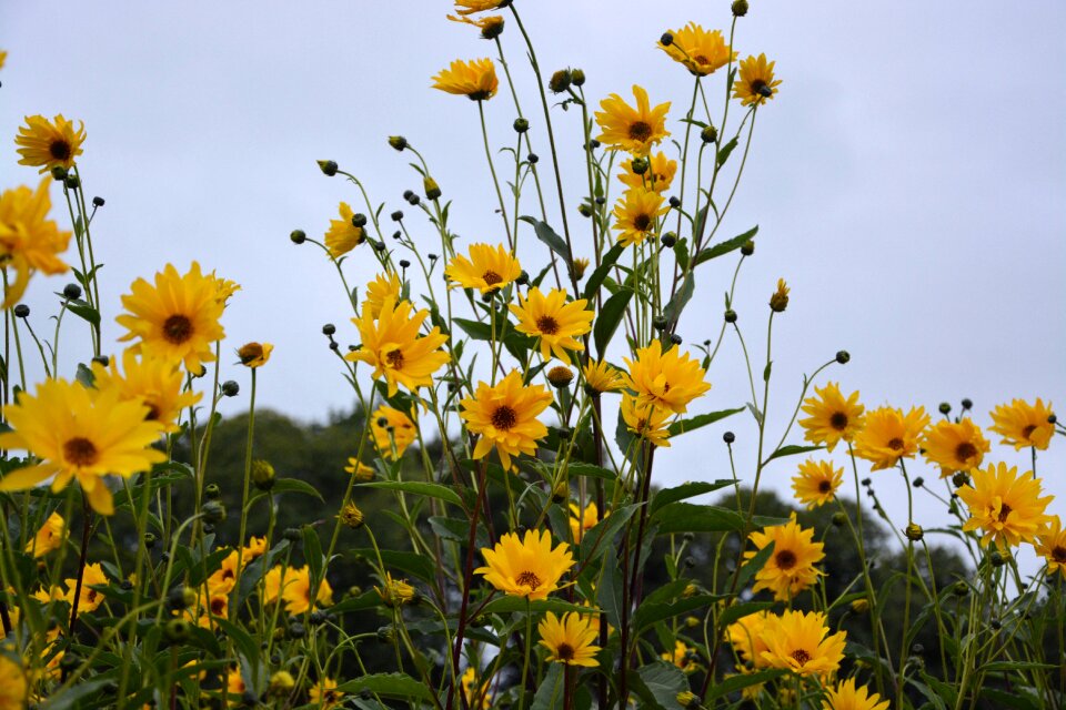Yellow yellow flower nature