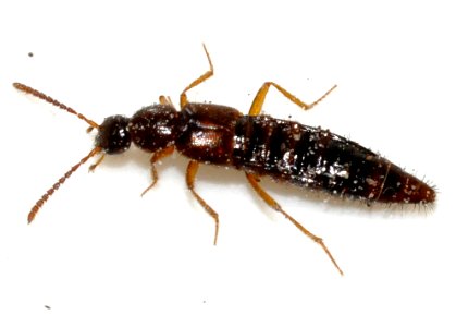 Ocalea-picata-01-fws