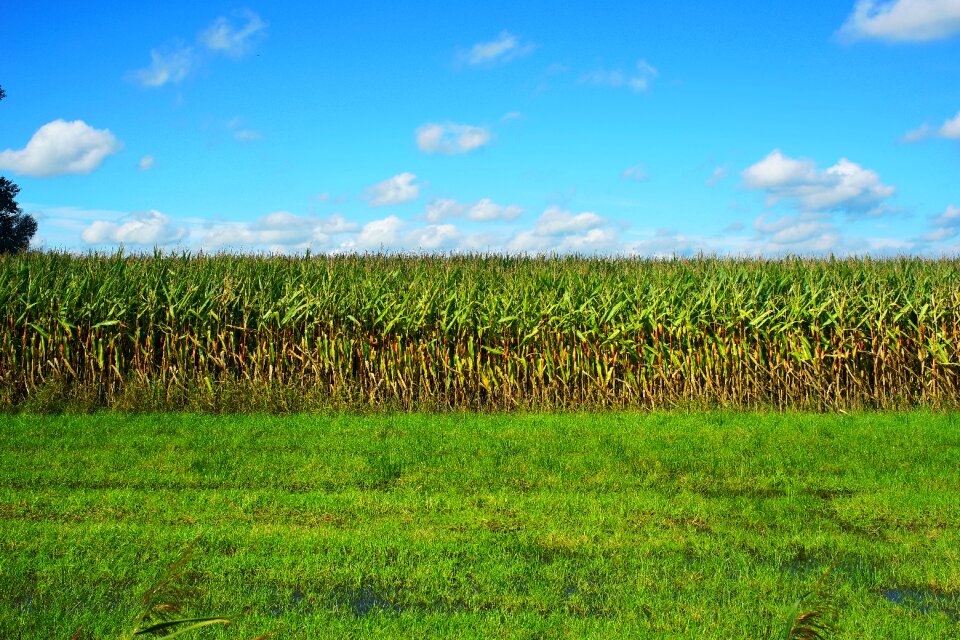 Agriculture plant corn on the cob