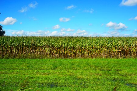Agriculture plant corn on the cob photo