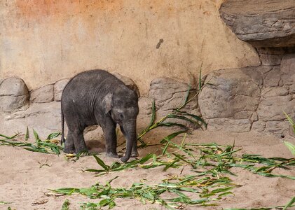 Pachyderm wilderness young elephant photo