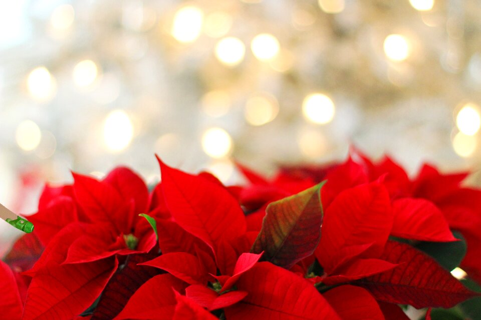 Red festive nature