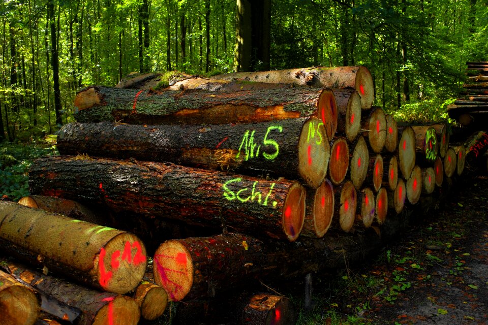 Wood money marketing
