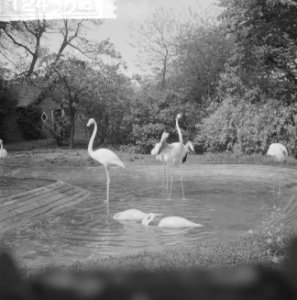 Nieuws uit Artis. Flamingos, Bestanddeelnr 912-4332