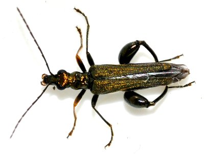 Oedemera-flavipes-06-fws photo