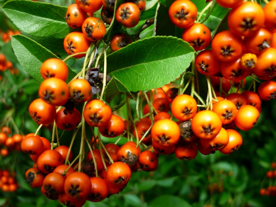 Red orange nature close up