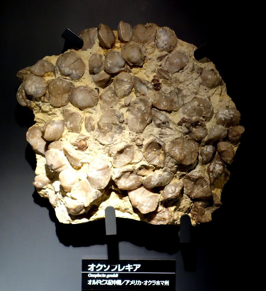 Oxoplecia gouldi - National Museum of Nature and Science, Tokyo - DSC07726