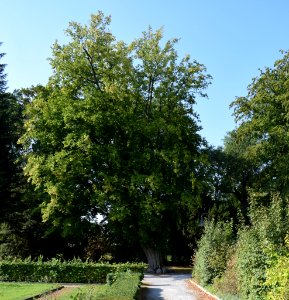 Nordborchen - Hainbuche am Mallinckrodthof