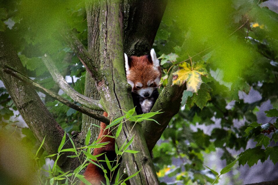 Animal nature cute