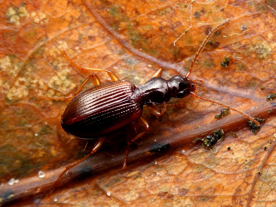 Oxypselaphus obscurus - NL-Havelte