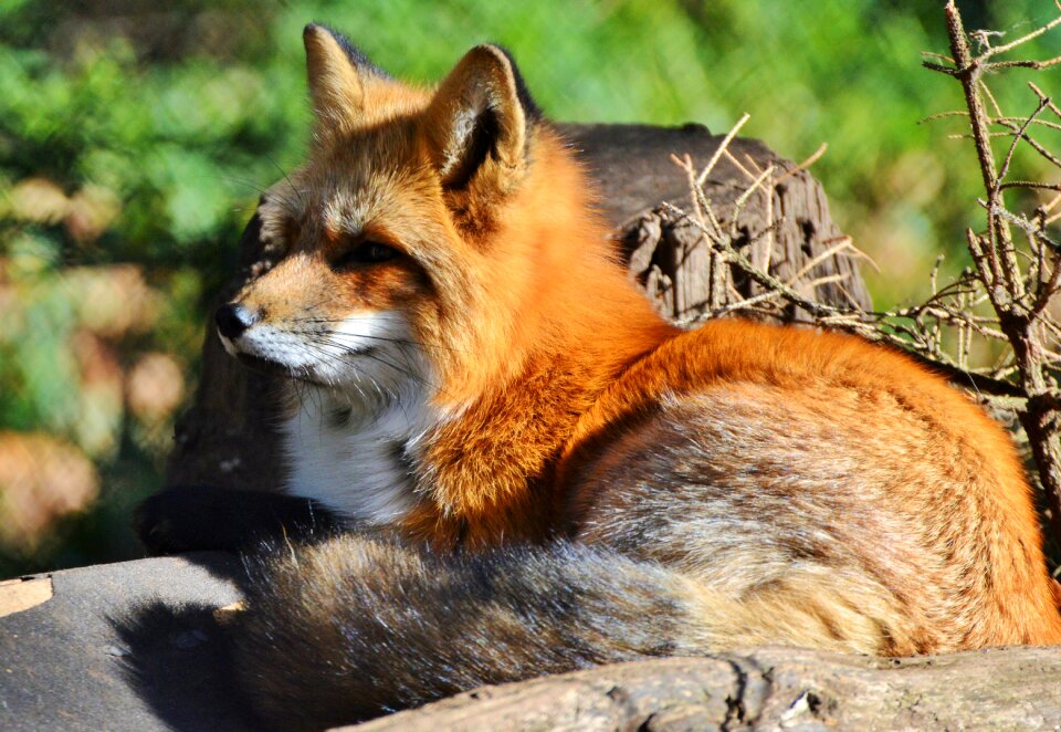 Reddish fur fur wild animal