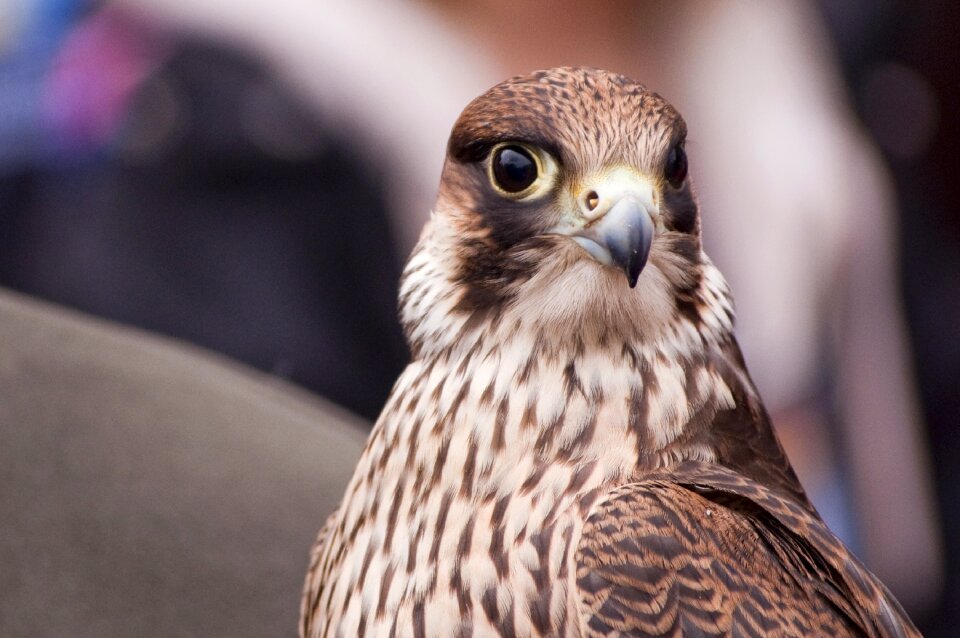 Falconry falcon manual