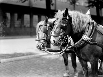 Paarden van de Heineken Brouwerij in Amsterdam, Bestanddeelnr 189-0520