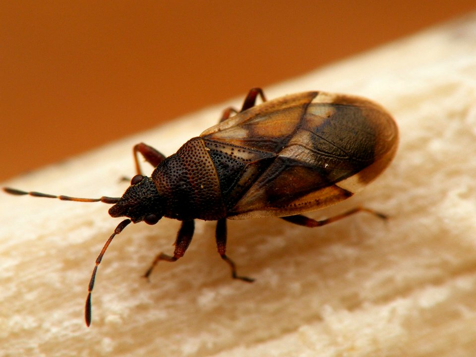 Oxycarenus modestus - KierscheWieden20150308 37