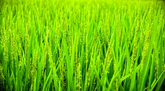Field agriculture farm